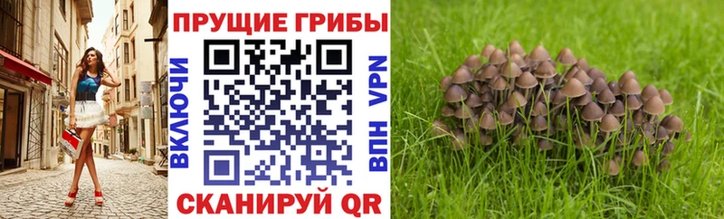 Галлюциногенные грибы GOLDEN TEACHER купить наркотики цена Горячий Ключ